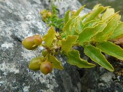 Teedia lucida