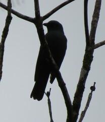 Coracina caledonica caledonica