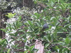 Ducula goliath