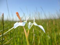 Moraea tripetala