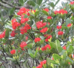 Xanthostemon ruber