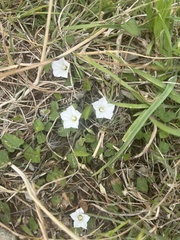 Convolvulus waitaha