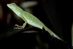 Bronchocela cristatella