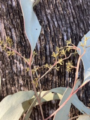 Eucalyptus microcarpa
