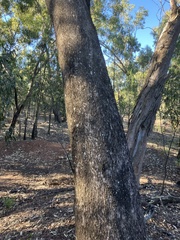 Eucalyptus microcarpa