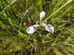 Moraea tripetala