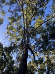 Eucalyptus microcarpa