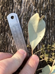 Eucalyptus microcarpa