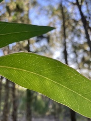 Eucalyptus microcarpa