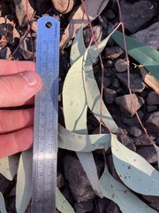Eucalyptus microcarpa