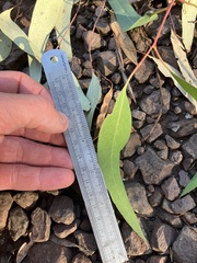 Eucalyptus microcarpa