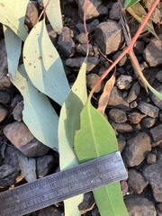 Eucalyptus microcarpa