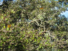 Lycaena 'canterbury common copper'