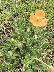 Papaver aculeatum