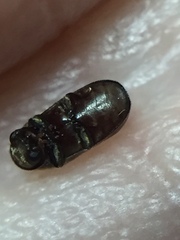 Methemus griseipilus