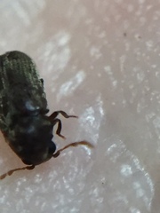 Methemus griseipilus