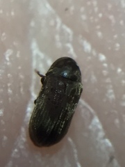 Methemus griseipilus