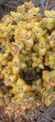 Crassula rupestris