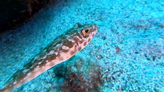 Sphoeroides marmoratus