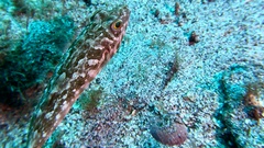 Sphoeroides marmoratus