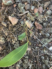 Eucalyptus microcarpa