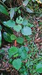 Urtica thunbergiana