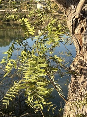 Pterocarya stenoptera