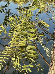 Pterocarya stenoptera