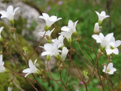 Saxifraga granulata