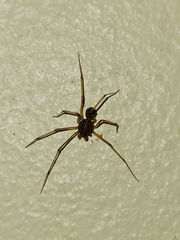 Scytodidae