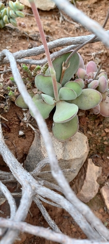 Image of Crassula cotyledonis by (c) Danie Palm, some rights reserved (CC BY)