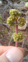 Crassula cotyledonis