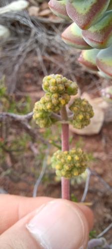 Image of Crassula cotyledonis by (c) Danie Palm, some rights reserved (CC BY)
