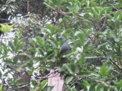 Ducula goliath
