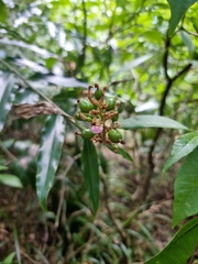 Alpinia arundelliana