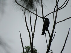 Coracina caledonica caledonica