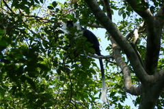 Colobus angolensis