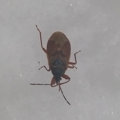 Gastrodes abietum