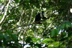 Colobus angolensis
