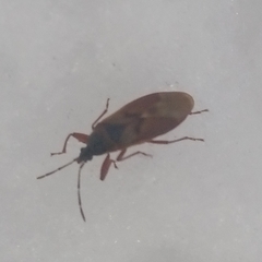 Gastrodes abietum