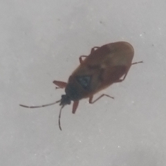 Gastrodes abietum