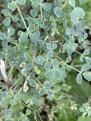 Medicago lupulina