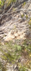 Microdon polygaloides