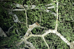 Anomalurus derbianus