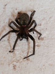 Phyxelididae