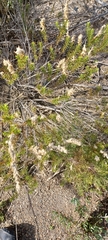Microdon polygaloides