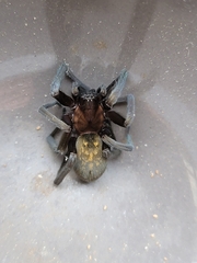 Phyxelididae