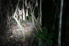 Atherurus africanus