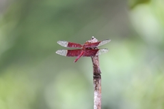 Camacinia gigantea
