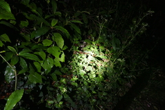 Atherurus africanus